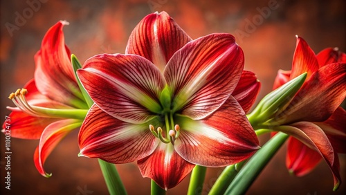 Hippeastrum Chiko Flower Portrait: Vibrant Red Blooms Close-Up photo