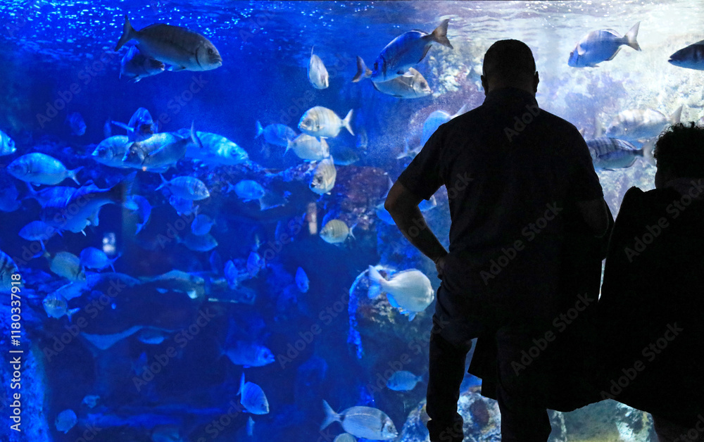 Fototapeta premium pareja mirando los peces en el aquarium de donostia san sebastian 4M0A4834-as25
