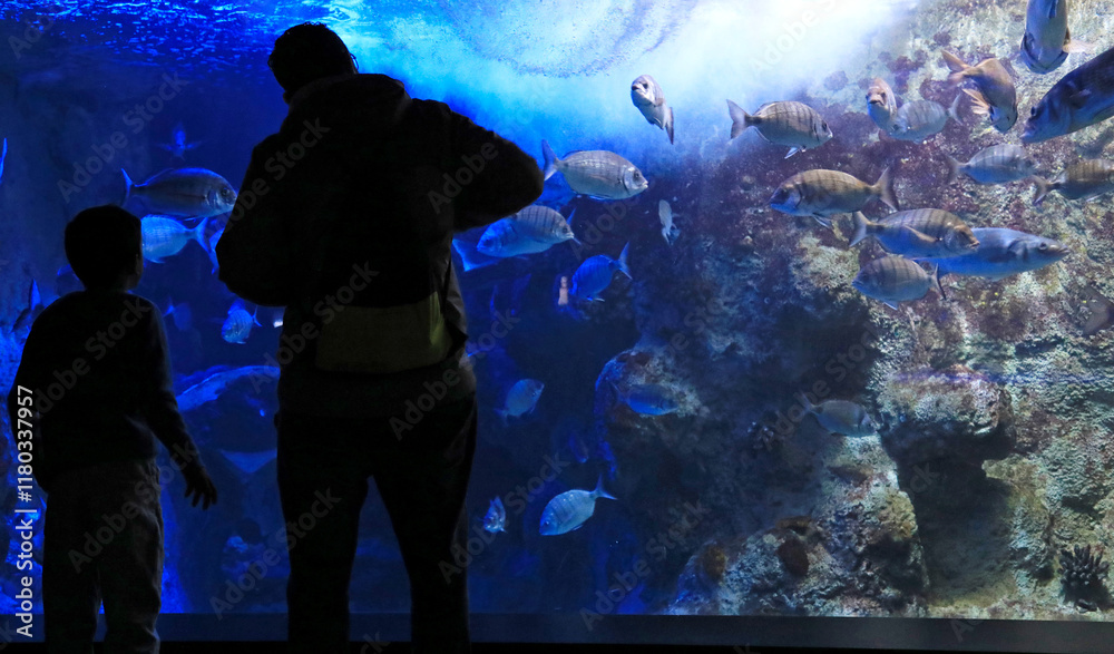 Fototapeta premium pareja padre e hijo mirando los peces en el aquarium de donostia san sebastian 4M0A4842-as25