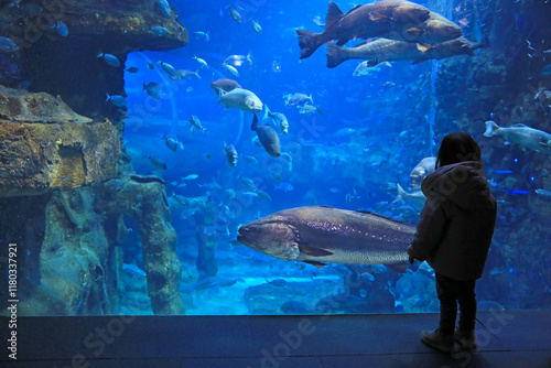 niña mirando peces en el aquarium de donostia san sebastian4M0A4797-as25 photo