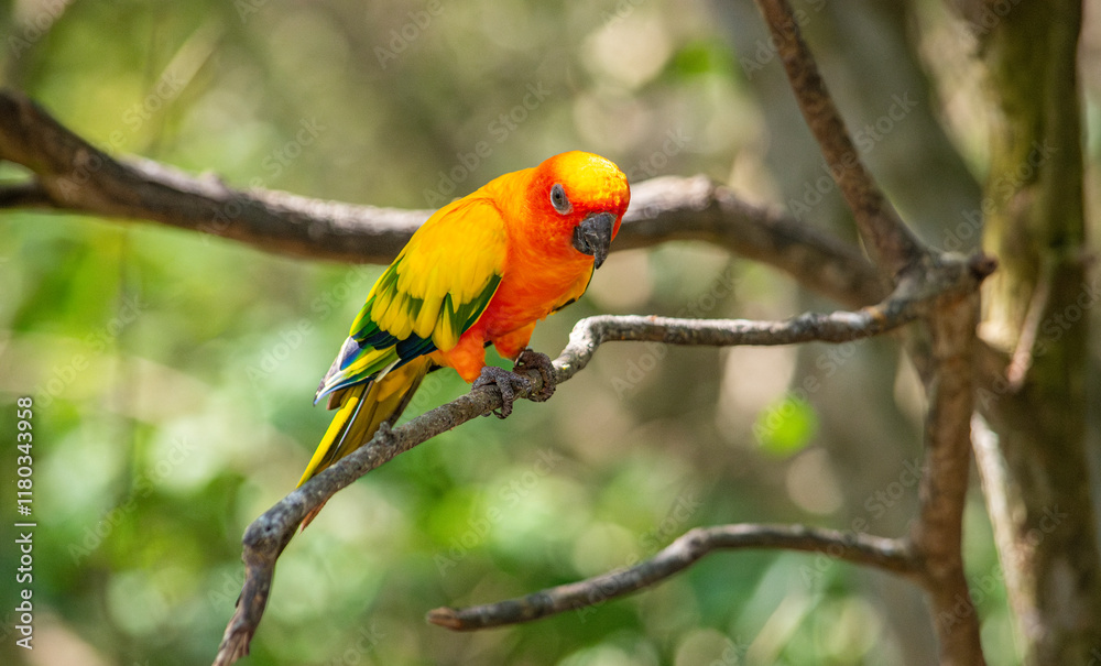 Vibrant Tropical Bird at the National Aviary in Cartagena, Colombia Vibrant Tropical Bird at the National Aviary in Cartagena, Colombia