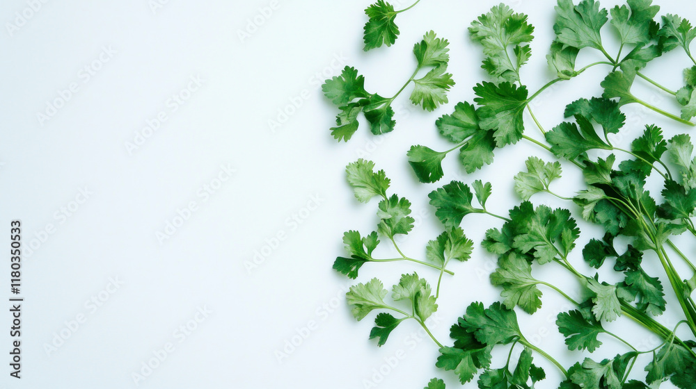 Fresh parsley sprigs arranged on white background, leaving copy space. Fresh parsley sprigs arranged on white background, leaving copy space.