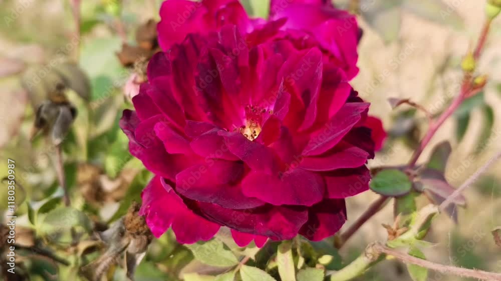 close-up of deep pink rose blooming beautifully in a green garden with natural lighting close-up of deep pink rose blooming beautifully in a green garden with natural lighting
