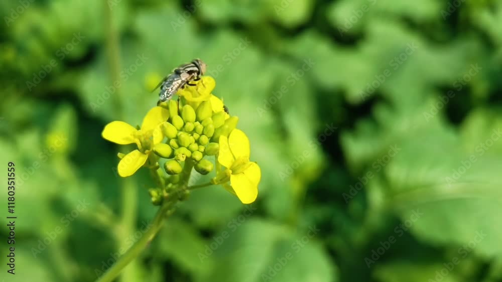 small honeybee sitting on a blooming yellow mustard flower in an agricultural field during daytime