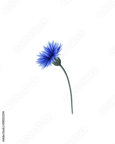 Delicate watercolor illustration of a blue cornflower on a white background. This elegant and minimalistic design is perfect for cards, posters, packaging, textiles and other decorative projects