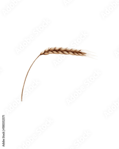 Watercolor illustration of a wheat ear on a white background. A delicate and natural design suitable for packaging, posters, cards, textiles, and other agricultural or eco-friendly projects