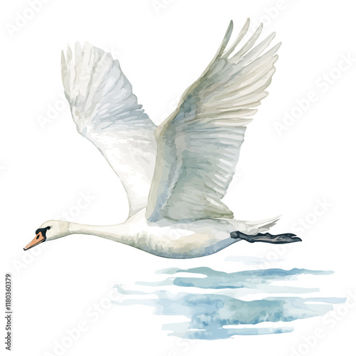 A watercolor illustration of a swan flying over a lake, isolated on a white background. Swan vector.
