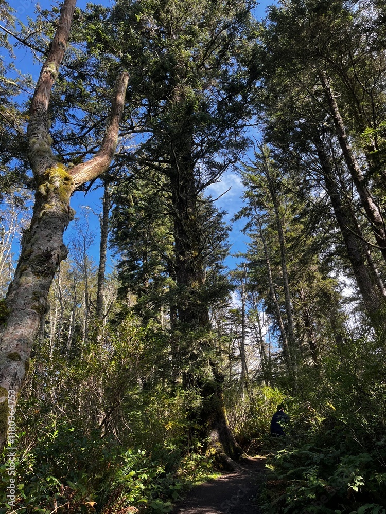 Fototapeta premium trees in the forest
