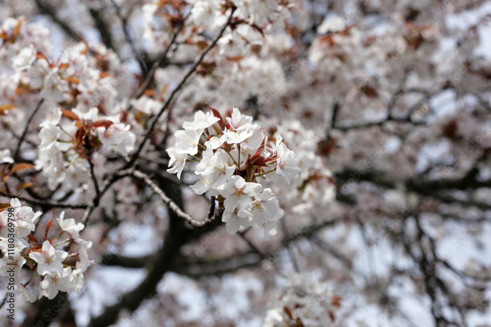 Branches of sakura flowers, cherry blossom