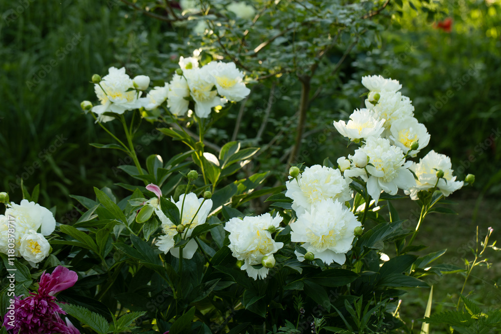 Blooming bush of bomb-shaped white and yellow peonies in the garden Blooming bush of bomb-shaped white and yellow peonies in the garden