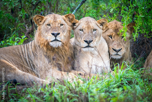 Three lions look sullen as they sit in the rain at a game preserve in South Africa