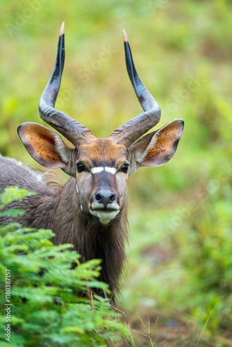 A Kudu gazes at the viewer at a game preserve in South Africa