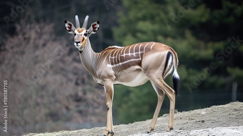African antelope standing on a dirt field, outdoor setting