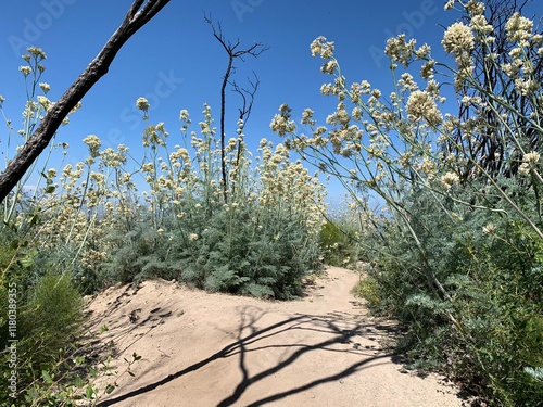 Wildflowers at Santa Monica Mountains photo