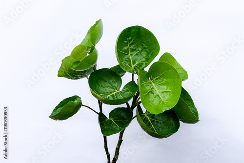 Mangkokan leaves (Polyscias scutellaria) white background photo