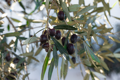Close-up of ripe black olives nestled among lush green leaves, showcasing the beauty and abundance of olive trees in a natural setting.