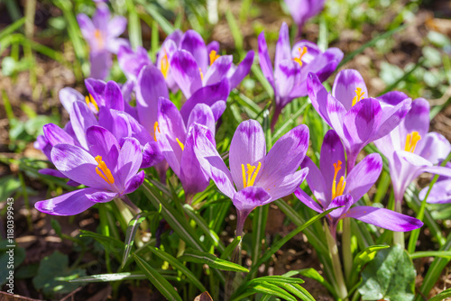 Beautiful purple spring crocuses in the garden in sunny day. Floral spring background with wild crocus flowers on meadow. Springtime, nature. Selective focus, close up, macro.