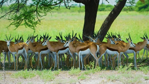 A big herd of African Springboks antelopes (Antidorcas marsupialis) Gathered under shade of trees in savannah of Botswana.
