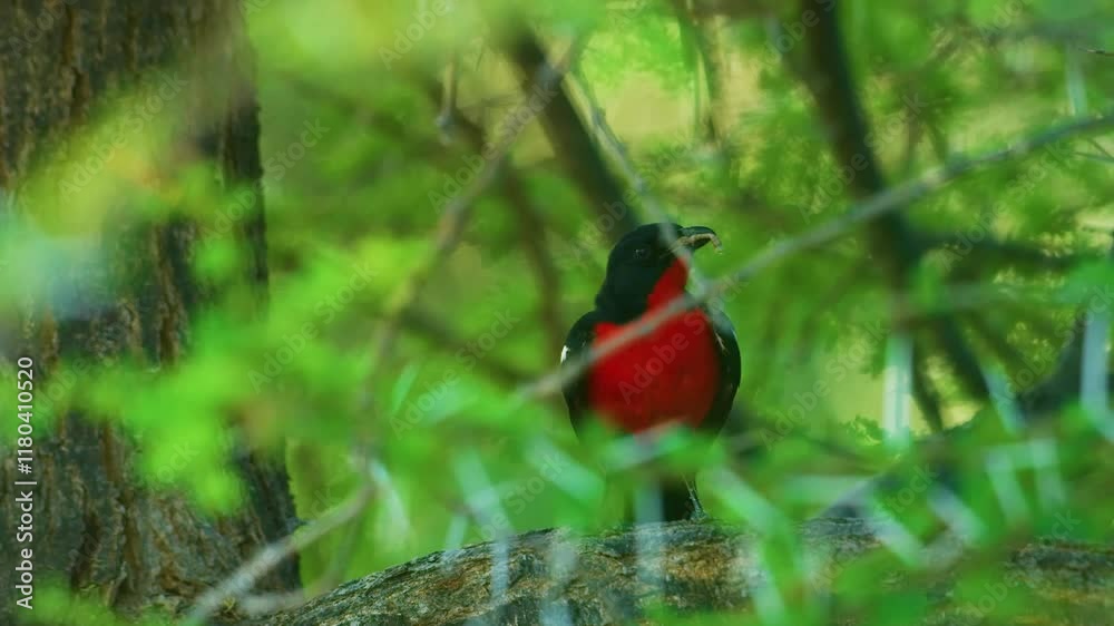 Close up of a crimson-breasted shrike (Laniarius atrococcineus ) eating insects, selective focus. Close up of a crimson-breasted shrike (Laniarius atrococcineus ) eating insects, selective focus.