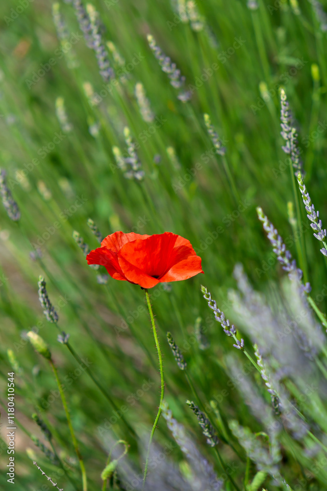 Fototapeta premium Lavendelfeld mit Klatschmohn