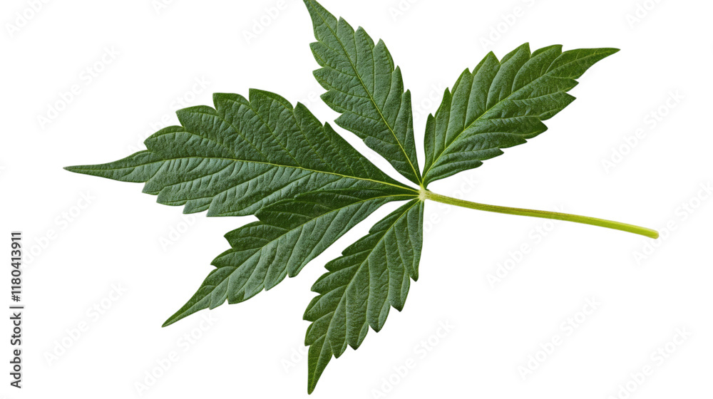 A single green cannabis leaf with sharp details isolated on white background A single green cannabis leaf with sharp details isolated on white background