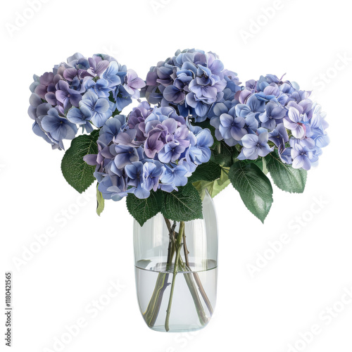 PNG Of A beautiful arrangement of blue hydrangeas in a clear vase, showcasing elegance and natural beauty, White or Transparent Background