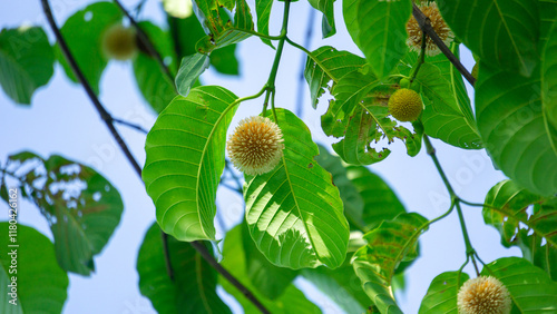 Neolamarckia cadamba (Jabon, Nauclea cadamba, burflower-tree, laran, Leichhardt pine, kadam, empayang, worotua). This tree is used for matchsticks, shoe soles, boards and this tree is sacred in India photo