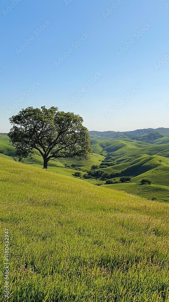 Fototapeta premium Serene Green Hills with Lone Tree Under Clear Blue Sky