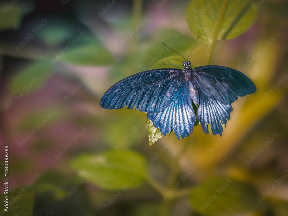 A great mormon butterfly, Papilio polytes A great mormon butterfly, Papilio polytes
