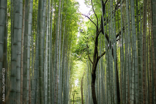 Serene bamboo forest with tall green stalks in Arashiyama