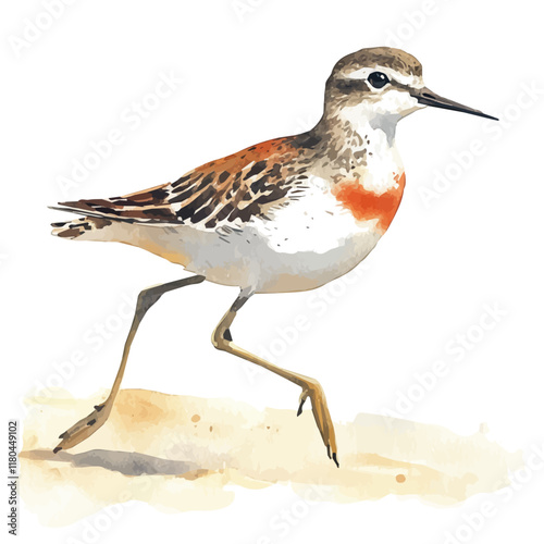 A watercolor of a sandpiper running on the beach, isolated on a white background. Sandpiper vector.
