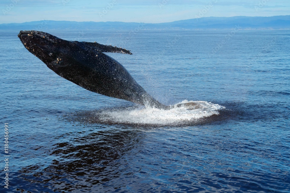 Fototapeta premium Breaching humpback