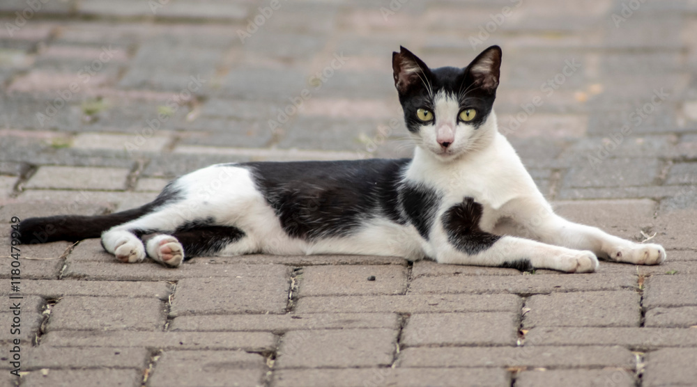 Fototapeta premium A cat was on duty watching us on parking area, Ancol Beach Jakarta