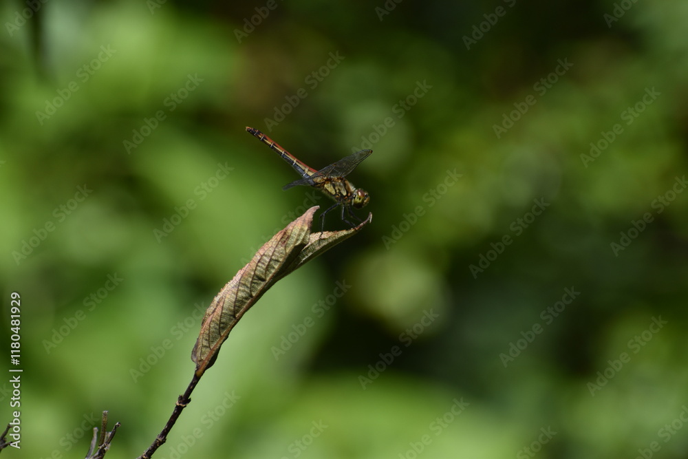 Dragonfly-13 Dragonfly-13