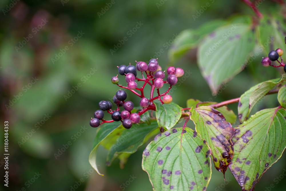 Close-Up of Pagoda Dogwood Berries with Lush Green Leaves and Branches. Close-Up of Pagoda Dogwood Berries with Lush Green Leaves and Branches.