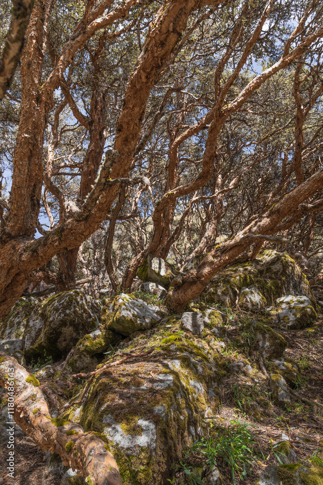Fototapeta premium old mystical tree in Peru. A beautiful fairytale enchanted forest with big trees fairytale forest. Coniferous forest covered of green moss. Huge, moss-covered trees create a dramatic landscape