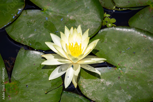 Ninfeia amarela. Nymphaea mexicana (Yellow waterlily) photo