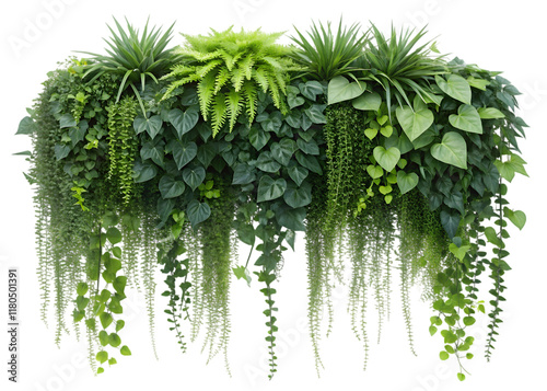 Asparagus densiflorus hanging plant, 3D illustration, isolated on transparent background, ultrahigh detail, 4K quality 