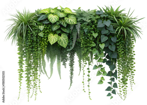 Asparagus densiflorus hanging plant, 3D illustration, isolated on transparent background, ultrahigh detail, 4K quality 
