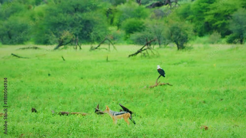 African Jackal (Canis mesomelas) and afrcian fish eagle (Haliaeetus vocifer) in a footage in serengeti national park, tanzania. African Jackal (Canis mesomelas) and afrcian fish eagle (Haliaeetus vocifer) in a footage in serengeti national park, tanzania.