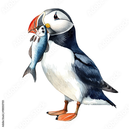 A watercolor drawing of a puffin carrying fish in its beak, isolated on a white background. Puffin fish vector.
