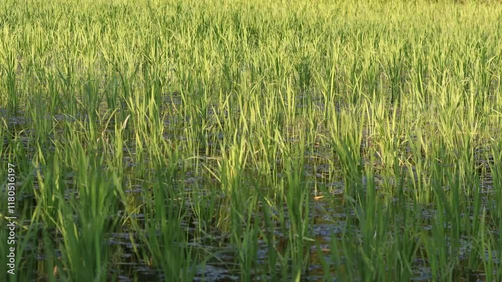 Lush Green Paddy Field Swaying with Gentle Breeze under Soft Sunlight Lush Green Paddy Field Swaying with Gentle Breeze under Soft Sunlight