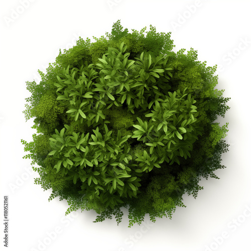 Aerial View Green Plants Moss Greenery Round Bush Top View