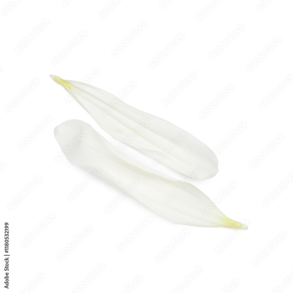 Naklejka premium Chrysanthemum flower petals on white background