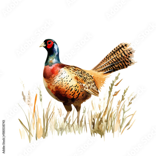 A watercolor painting of a pheasant walking in tall grass, isolated on a white background. Pheasant tall grass vector.
