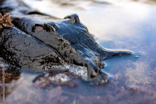 Photography Sea Hare Sits In Shallow Puddle At Low Tide
