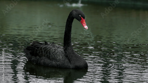 Graceful and elegant, the Black Swan glides effortlessly across the serene pond, a true symbol of beauty and tranquility in nature