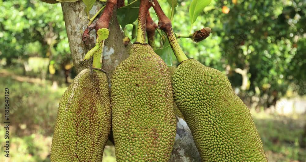 Green jackfruit grow on the Jackfruit tree Green jackfruit grow on the Jackfruit tree