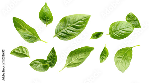 Green leaves transparent background