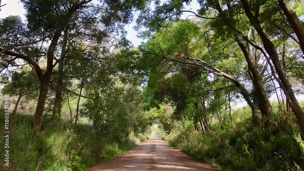 video de drone en 4k de un camino rural rodeado de árboles en la pampa argentina video de drone en 4k de un camino rural rodeado de árboles en la pampa argentina